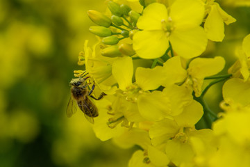 Bee with rape flower in the spring - rapeseed honey - bee collects nectar
