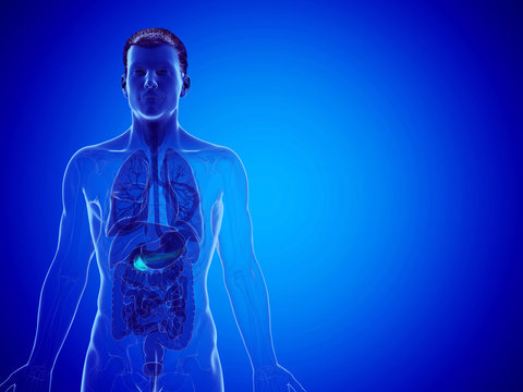 3d rendered medically accurate illustration of a mans pancreas