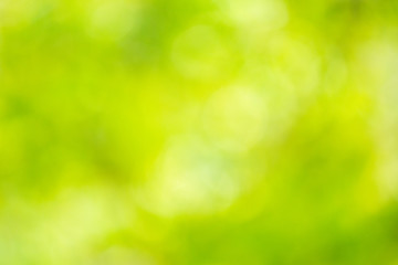 Fototapeta premium green nature abstract. blurred background
