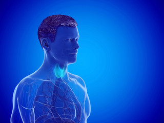 Obraz premium 3d rendered medically accurate illustration of a mans thyroid gland
