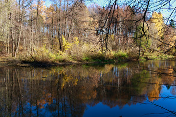 Trees by the pond with reflection in the water on a sunny autumn day
