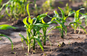 Young green corn on stalk in field