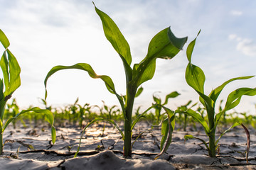 Young green corn on stalk in field