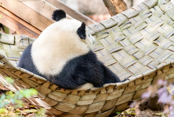 A giant panda sits in a bed in an imperial manner