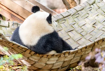 Gardinen Panda A giant panda sits in a bed in an imperial manner  © Weiming