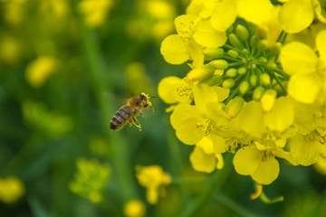 Bee with rape flower in the spring - rapeseed honey - bee collects nectar