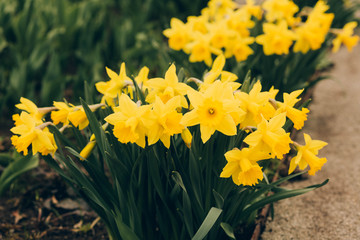 Spring daffodils flowers in bright vibrance colors for background. Flowerbed in city park, gardening, spring scenic. Macro, postcard, copyspace, selective focus.