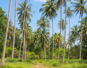 Coconut palm trees in rainforest