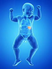 3d rendered medically accurate illustration of a babys spleen