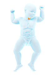 3d rendered medically accurate illustration of a babys thyroid