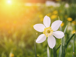 Fototapeta na wymiar Beautiful white flower on sunset nature background.