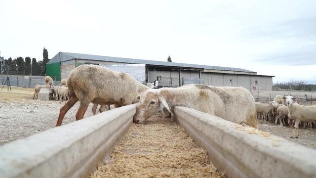 Sheep Eating From Food Trough On Livestock Farm