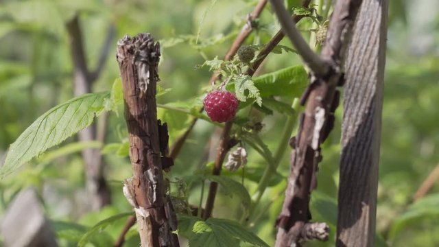 Handheld medium shot of a bio raspberry, home growth fruits