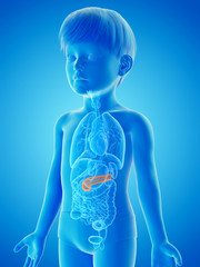 3d rendered medically accurate illustration of a childs pancreas