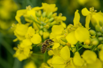 Bee with rape flower in the spring - rapeseed honey - bee collects nectar