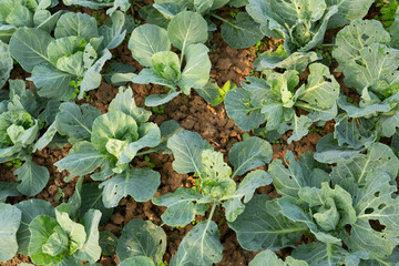 green young cabbages in growth at vegetable garden
