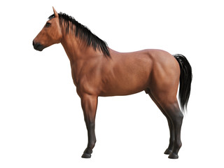 3d rendered medically accurate illustration of the horse anatomy © Sebastian Kaulitzki