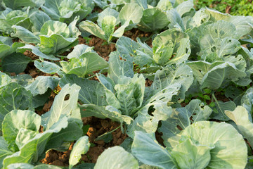green young cabbages in growth at vegetable garden