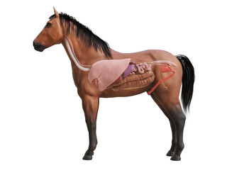3d rendered medically accurate illustration of the horse anatomy - internal organs © Sebastian Kaulitzki