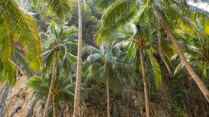 Palm trees scenery in Thailand