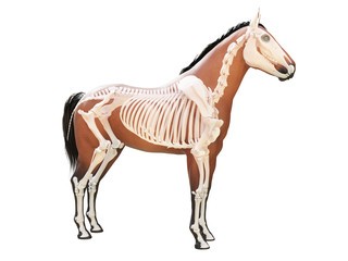 3d rendered medically accurate illustration of the horse anatomy - skeleton