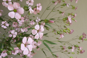 ピンクのかすみ草 - Pink gypsophila flower