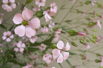 ピンクのかすみ草 - Pink gypsophila flower