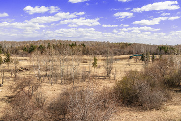 yellow grass in the Park. spring landscape. the trees in the field. purple sky in the background
