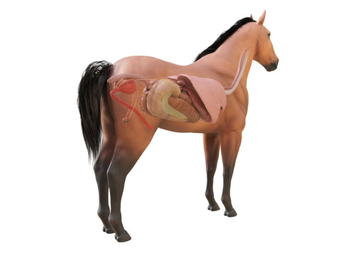 3d rendered medically accurate illustration of the horse anatomy - internal organs