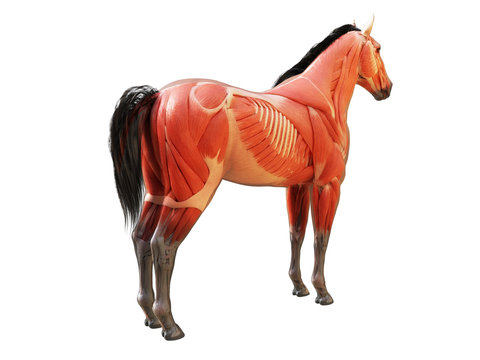 3d rendered medically accurate illustration of the horse anatomy - muscle system