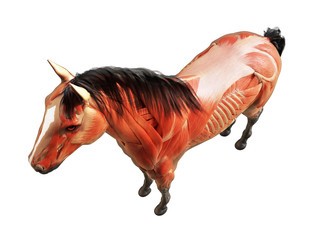 3d rendered medically accurate illustration of the horse anatomy - muscle system © Sebastian Kaulitzki