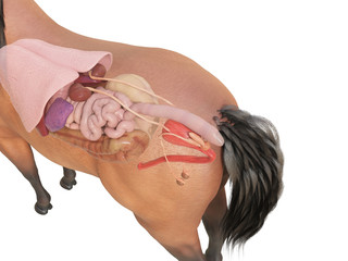 3d rendered medically accurate illustration of the horse anatomy - internal organs © Sebastian Kaulitzki