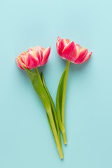 Spring flowers tulips on pastel colors background. Retro vintage style.