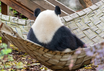 A giant panda sits in a bed in an imperial manner © Weiming