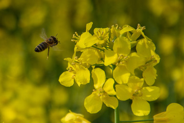Bee with rape flower in the spring - rapeseed honey - bee collects nectar