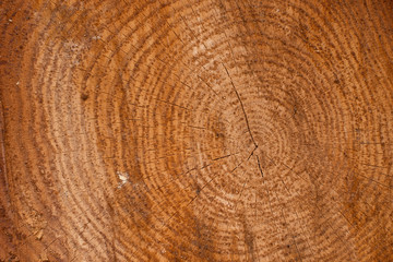 Naklejka premium Year circles of a tree