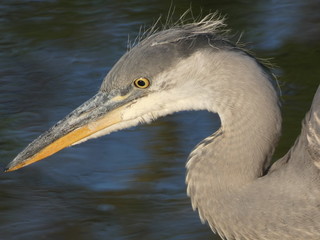 Graureiher, grey heron, reiher, héron cendré, airone cenerino, garza real, garça cinzenta, 