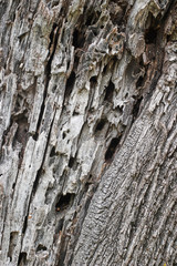 Texture of the bark of a dead tree