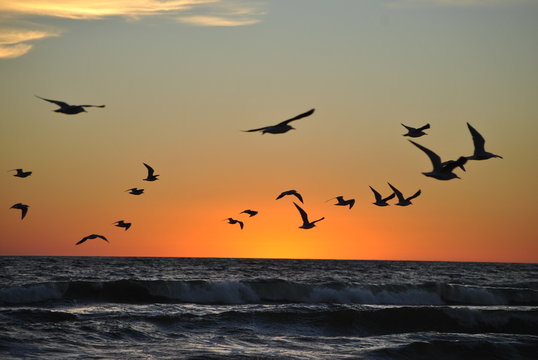 Seagles