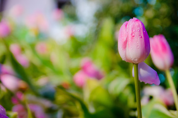 pink tulips in the garden