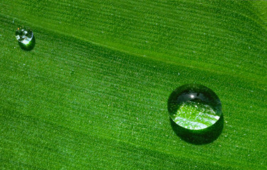 water drop on banana leaf texture green isolated soft focus
