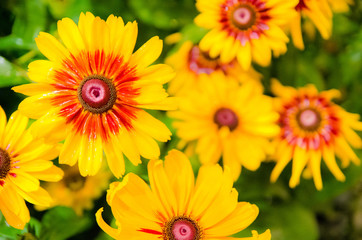 yellow flowers in the garden