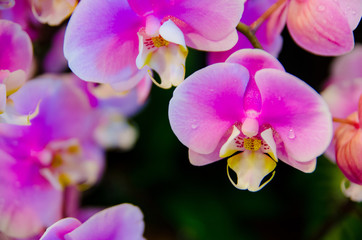 pink orchid in the garden