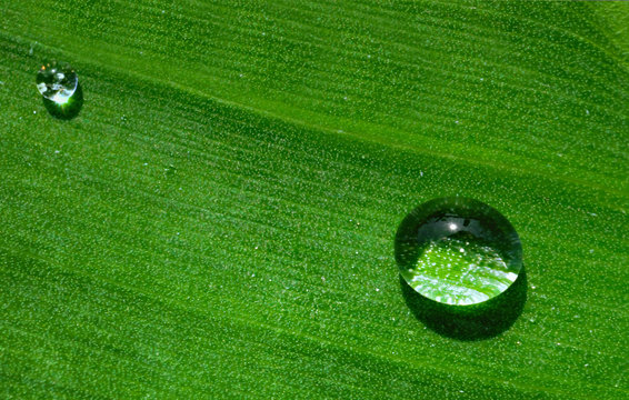 water drop on banana leaf texture green isolated soft focus
