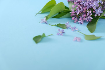 Lilac. Colorful purple lilacs blossoms with green leaves.