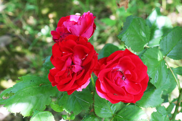 Beautiful bush roses for background