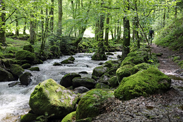 Obraz premium Bach bei Geroldsau