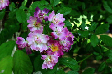 Obraz premium Beautiful bush roses for background