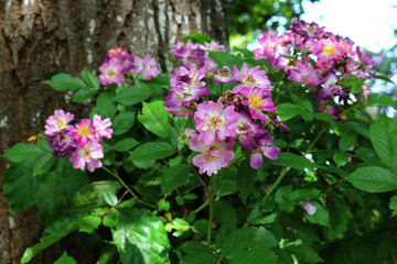 Beautiful bush roses for background
