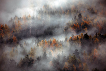 Forest with dense fog in the morning.